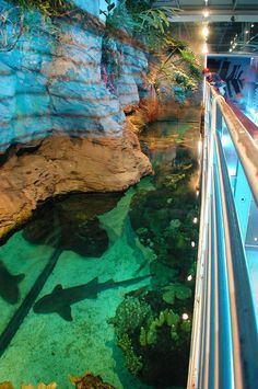 an aquarium filled with lots of fish next to a tall rock wall in a building