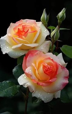 two pink and yellow roses with water droplets on them