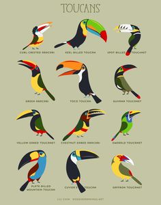 the different types of toucans are shown in this poster, which is also available for