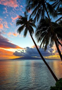 two palm trees in front of the ocean at sunset