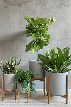 three potted plants sitting next to each other on top of a carpeted floor