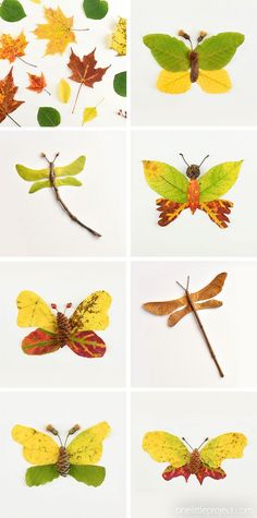 several pictures of different types of leaves and insects