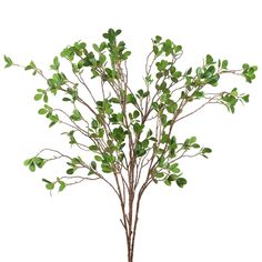 a potted plant with green leaves in it on a white background, ready to be used as a centerpiece