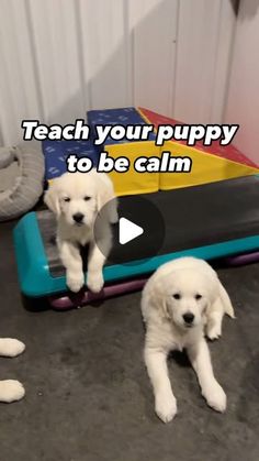 two white puppies are sitting in front of a play mat that says teach your puppy to be calm