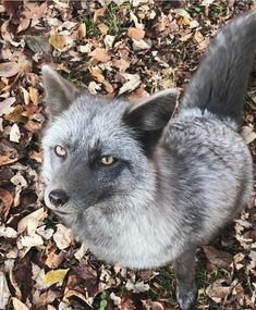 a gray and black animal standing on top of leaf covered ground next to grass and trees