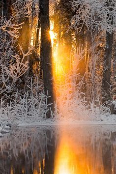 the sun is shining through the trees in the snow covered woods near a body of water