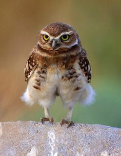 an owl standing on top of a rock with the caption it's unbuttoned my pants because i ate too much o'clock