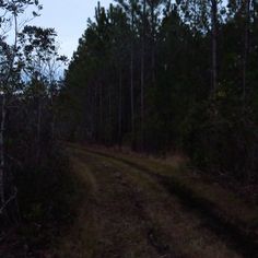 a dirt road in the middle of a forest with lots of trees on both sides