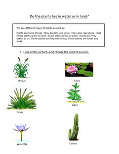 plants and flowers are shown in this worksheet