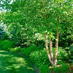 a small tree in the middle of a grassy area