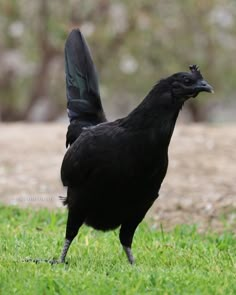 a large black bird standing on top of a lush green field