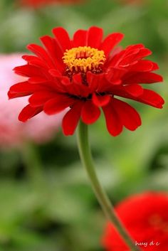 a red flower with yellow center in front of green grass and pink flowers on the other side