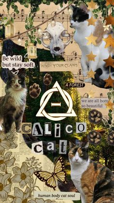 collage of cats and butterflies with caption that says calico cat on it