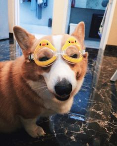 a corgi dog wearing goggles and looking at the camera