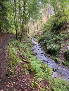 a small stream running through a forest filled with green plants and trees on the side of a hill