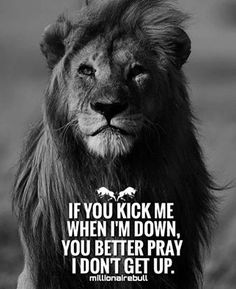 a lion with the quote if you kick me when i'm down, you better pray