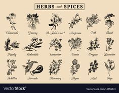 herbs and spices in vintage engraving style royalty