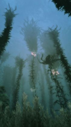 an underwater view of seaweed in the water