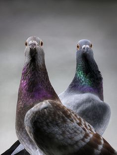 two pigeons are standing next to each other