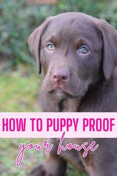 a brown puppy sitting on top of a grass covered field with the words how to puppy proof your house