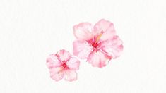 two pink flowers sitting on top of a white table next to each other in watercolor