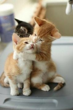 two kittens sitting next to each other and one is rubbing its face against the other