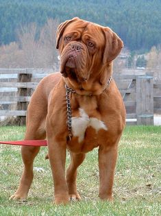 a large brown dog standing on top of a lush green field