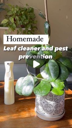 a potted plant sitting on top of a wooden table next to a bottle of lotion