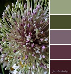 a close up of a flower with color swatches