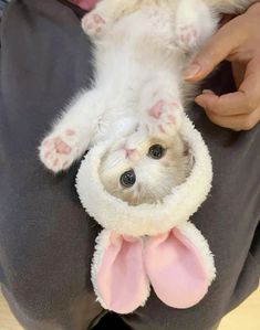 a small white dog laying on its back in a person's lap wearing a bunny costume