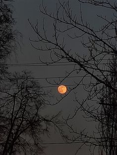 the full moon is seen through some bare tree branches at dusk, with power lines in the foreground