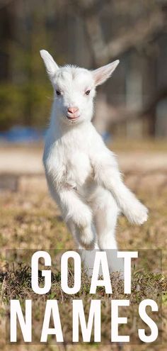 a small white goat standing on it's hind legs with the words goat names above it