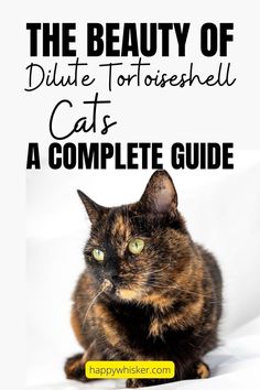 The Beauty Of Dilute Tortoiseshell Cats - A Complete Guide Dilute Tortoiseshell Cat, Dilute Tortie, Tortoise Cat, Cat Rescue