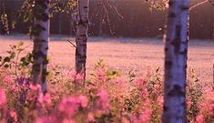 some pink flowers and trees in the grass