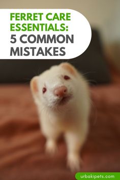 a ferret is sitting on top of a bed with the words ferret care essentials