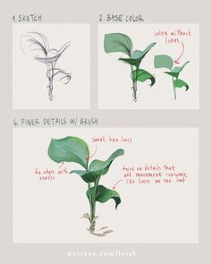 the instructions for how to draw a flower