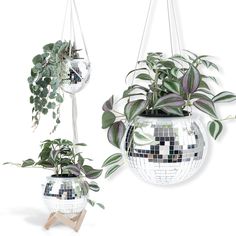 two mirrored planters with plants hanging from them