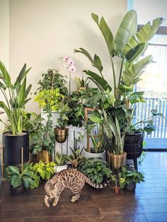 a cat laying on top of a wooden floor next to lots of potted plants