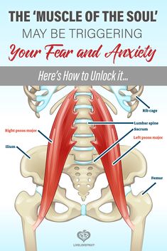 Illustration of the psoas muscle with text - the 'muscle of the soul' may be triggering your fear and anxiety. Here's how to unlock it. Psoas Muscle Pain, Nervus Vagus, Trening Sztuk Walki, Lower Back Pain Exercises, Psoas Muscle, Frosé, Muscle Pain Relief, Sciatic Nerve Pain, Sciatic Nerve