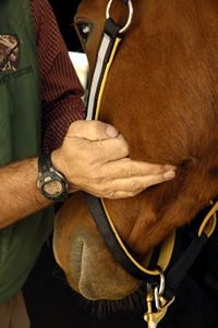 a close up of a person petting a horse's face with his hand