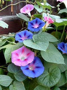 several purple and pink flowers growing in a planter next to a wooden fence with green leaves