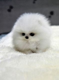 a small white dog sitting on top of a bed next to a book titled pomeranian puppies