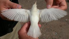 a person holding a white bird in their hands