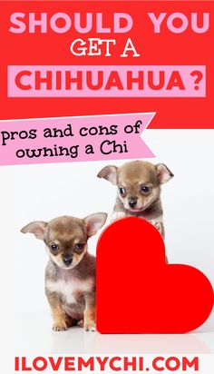 two chihuahua puppies sitting next to each other with the words should you get a chihuahua?