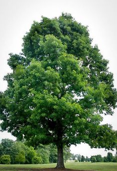 a large green tree sitting in the middle of a field