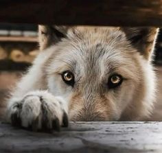 a wolf laying under a table looking at the camera