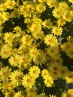 the yellow flowers are blooming in the garden