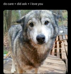 a dog standing on top of a wooden deck