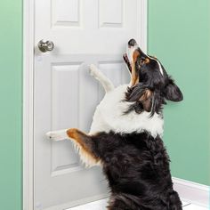 a black and white dog is looking up at the door with its paw in it's mouth