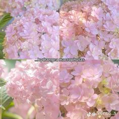 pink flowers with green leaves in the background and an image of blue sky behind them